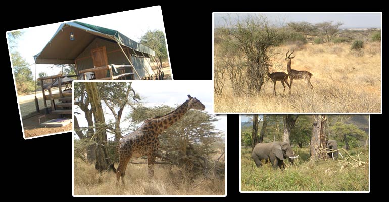 More Photos of Serengeti